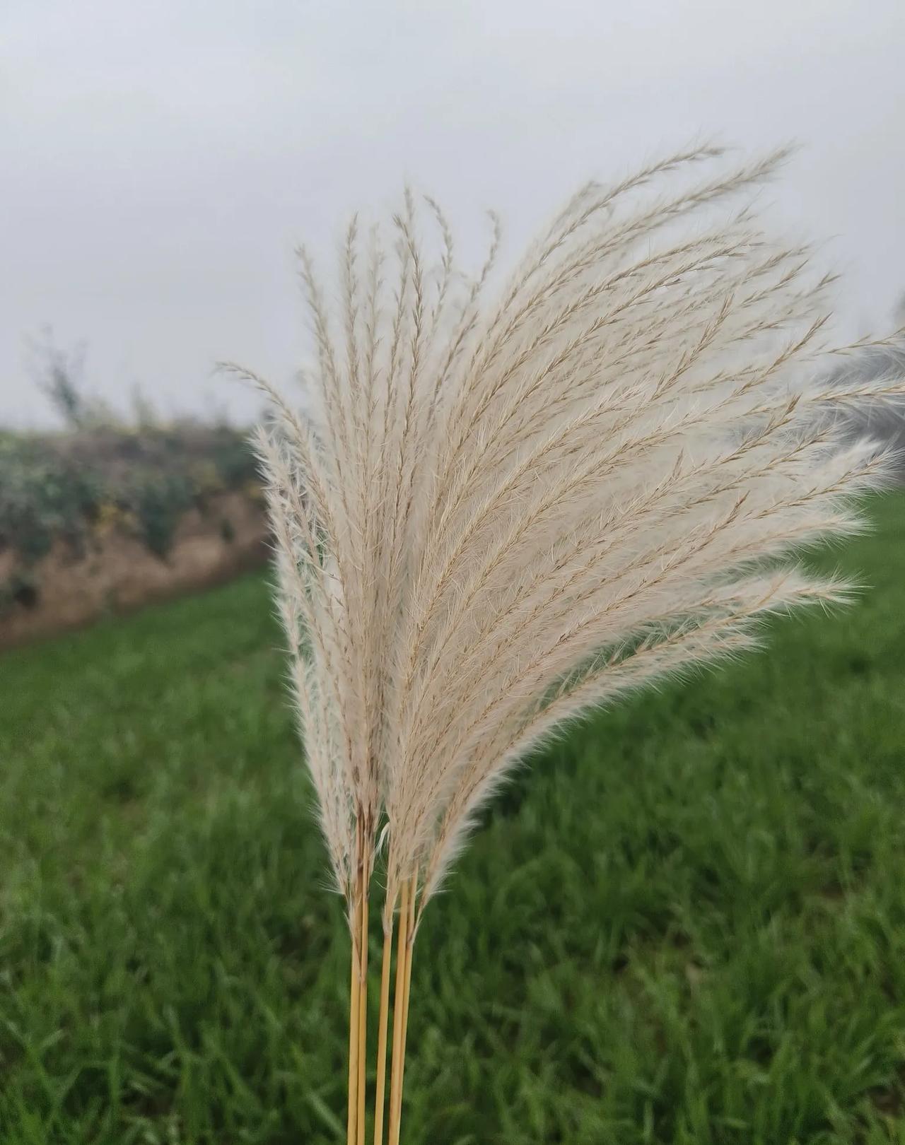 芦苇
|椛尘埃

仿佛一瞬间，我的世界只有芦苇和天空
让自己陷入。如芦苇的茎
用