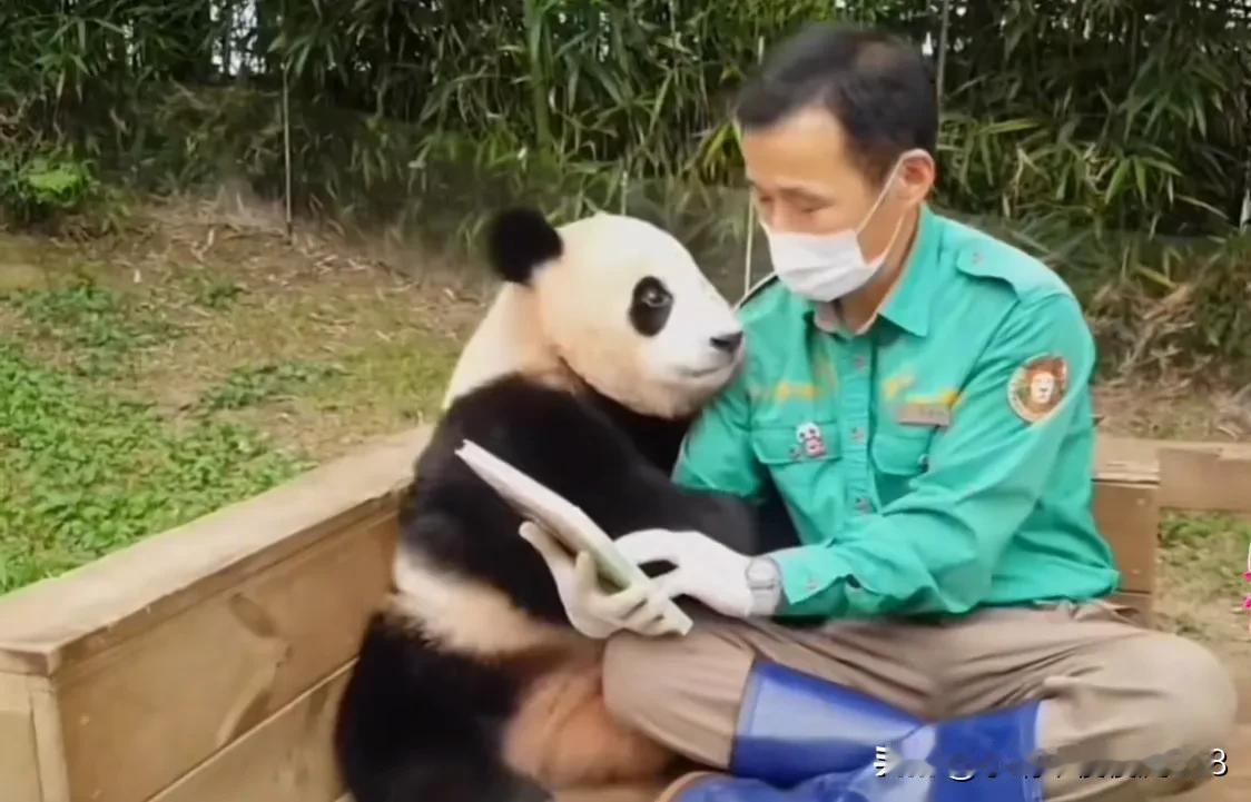 福宝即将岀外场，
来看看福猪小时候多么的招人喜稀罕[灵光一闪]