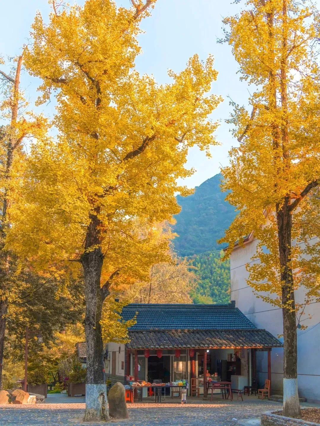 海棠媚，
银杏娇。