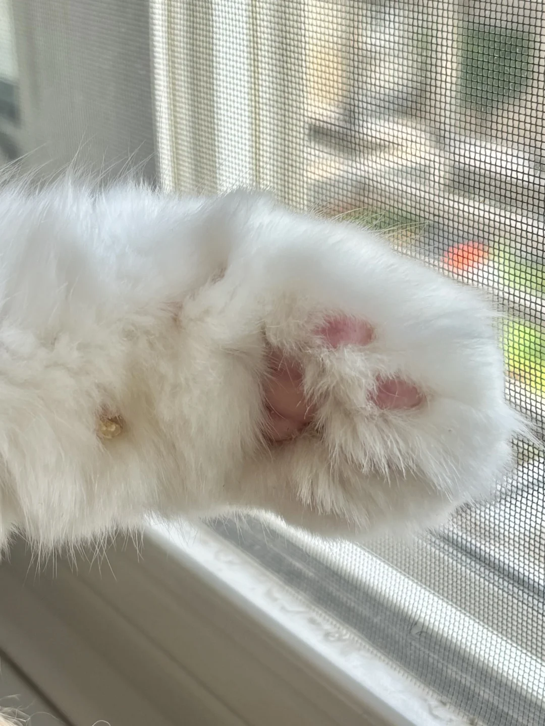小猫真的不会被自己的爪子萌晕吗？