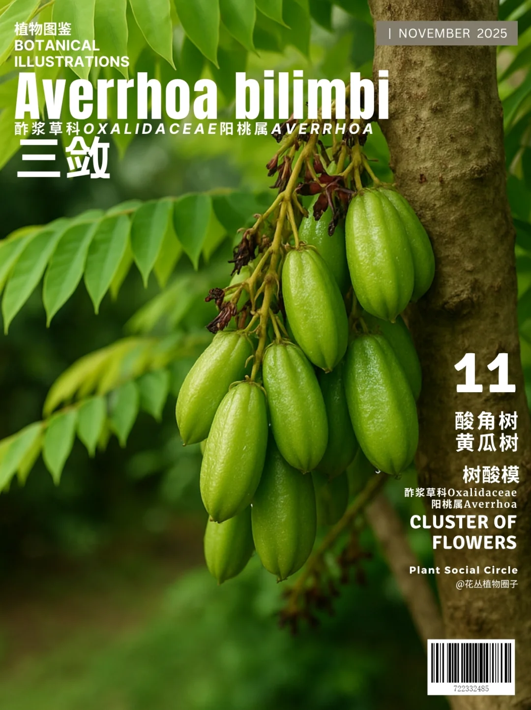 三敛Averrhoa bilimbi
