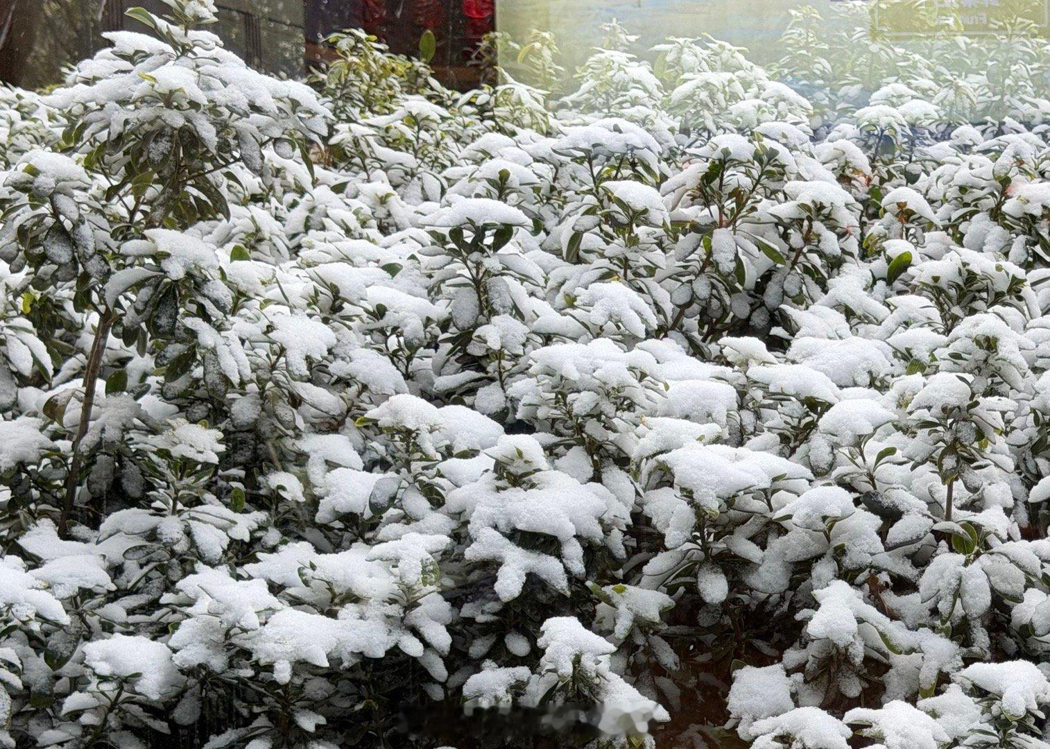 2026年的第一场雪❄️ 