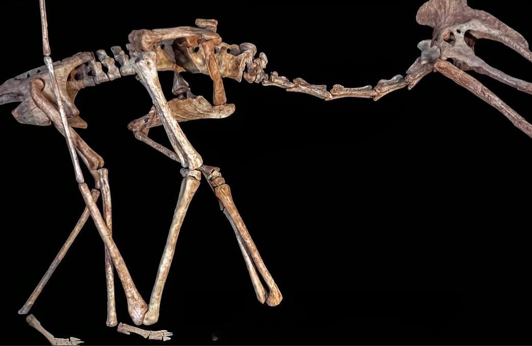 据说早在白垩纪时期，有一种叫“风神翼龙”的物种，它翼展11m，体重只有250kg