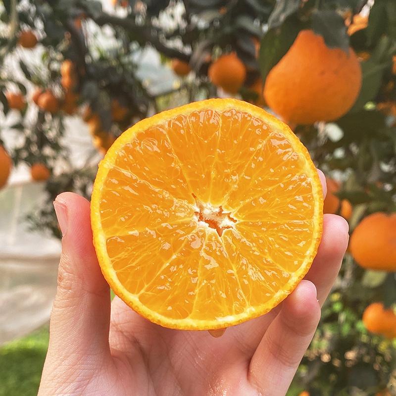 天气越冷，爱媛果冻橙的口感也越好，果肉像果冻一样晶莹Q弹，果味自然汁水丰盈爆满，