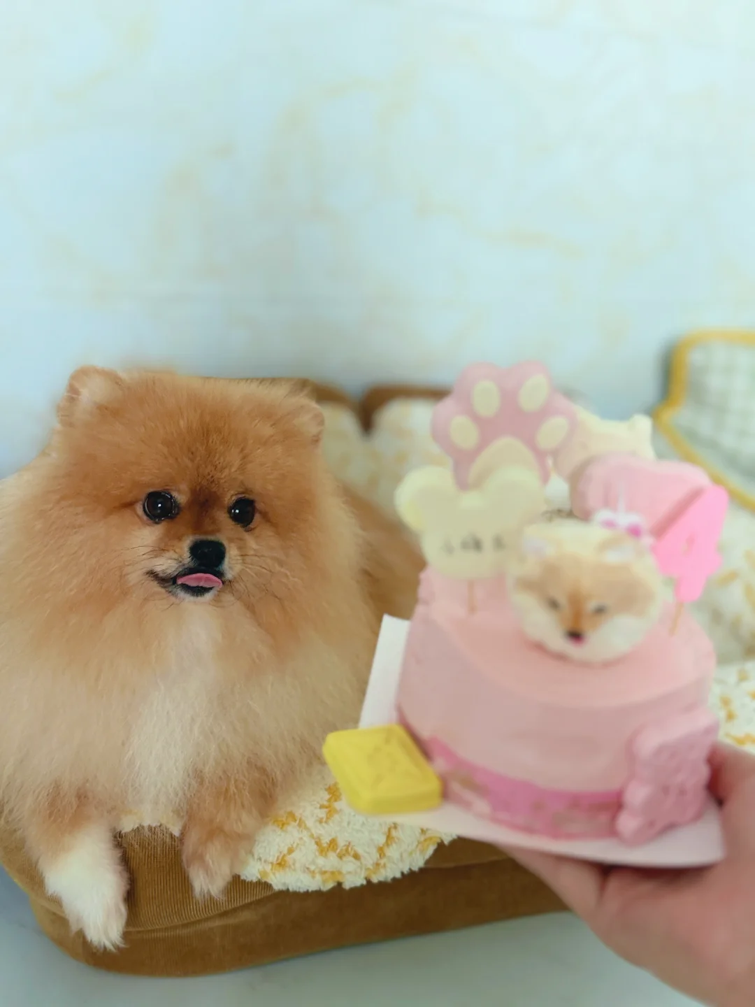 狗狗寄养