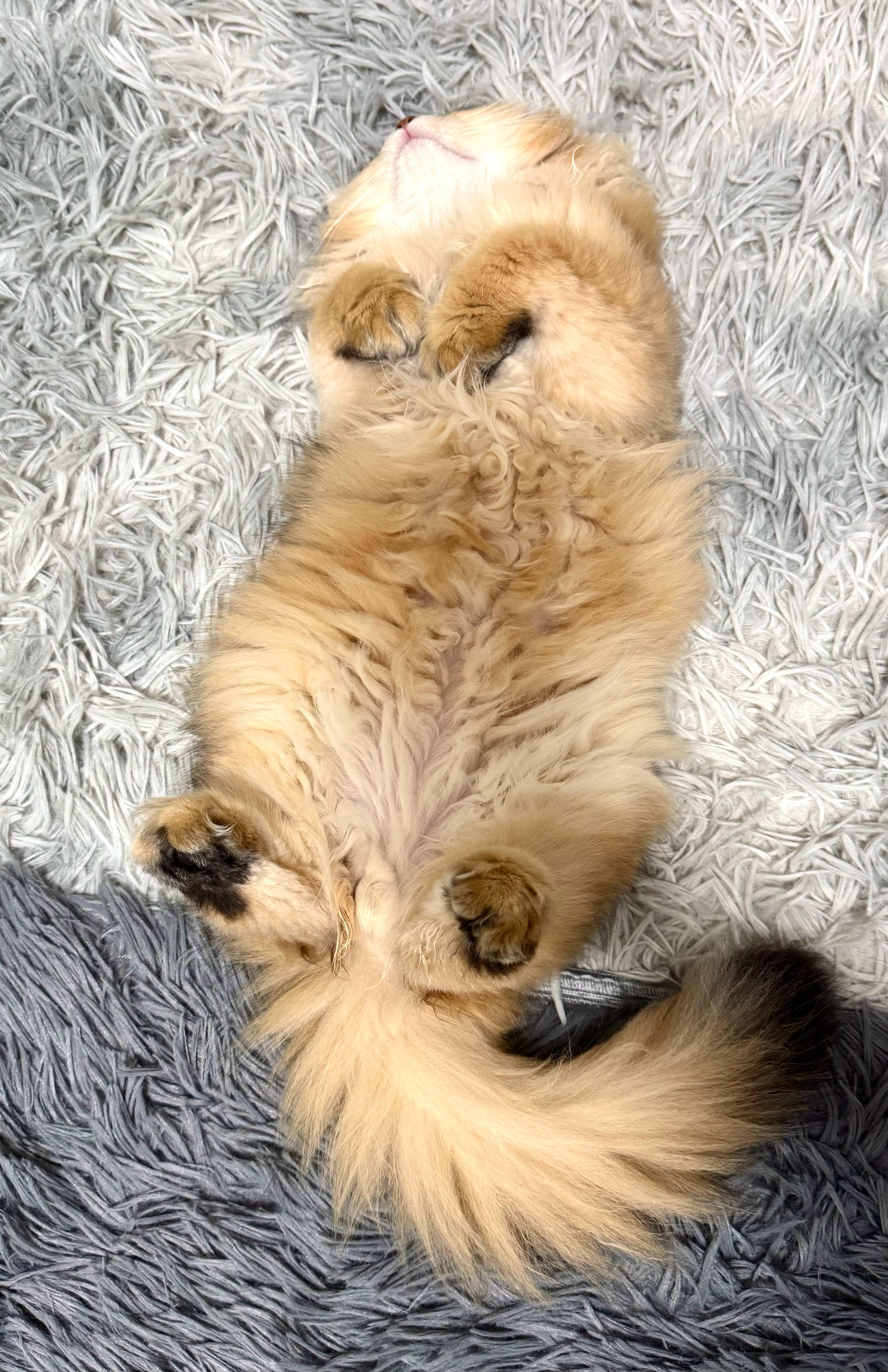 从小小一只变成duang大一只了 