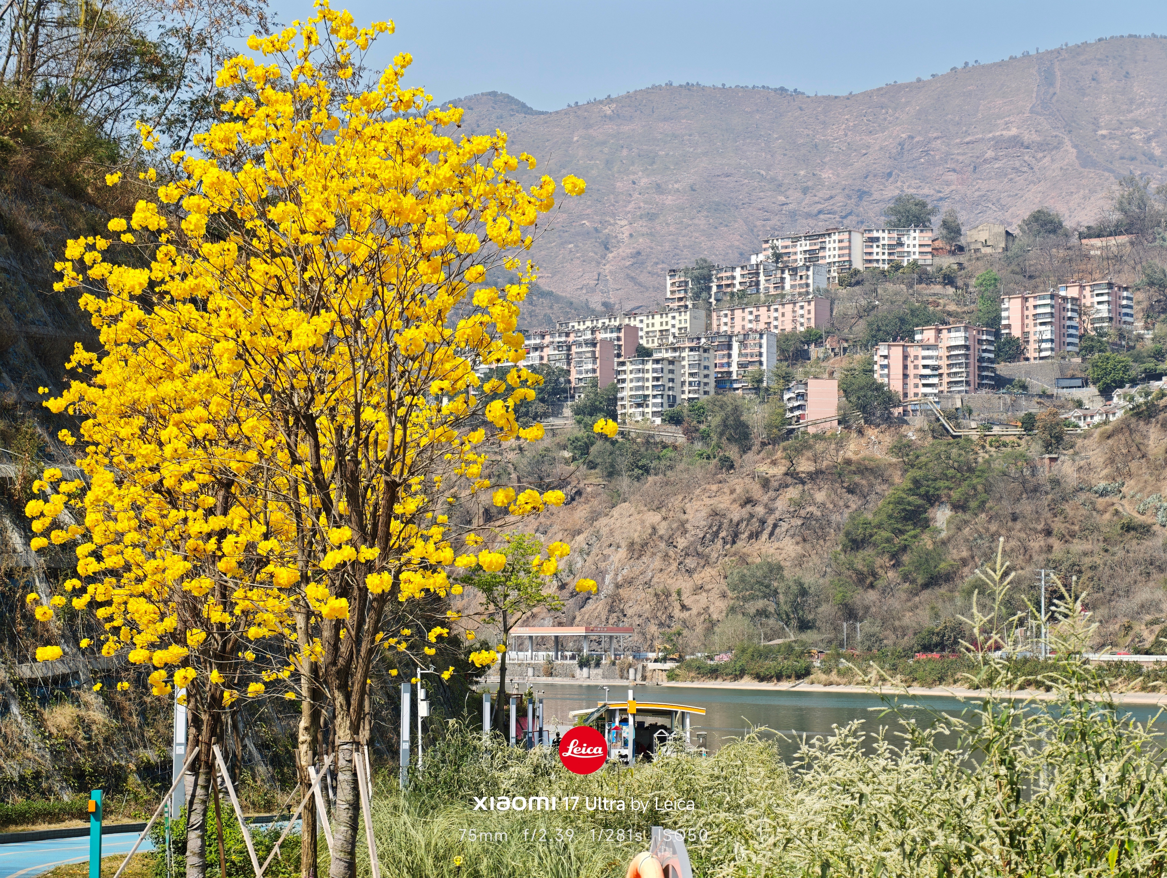 黄花风铃木开了，美不美