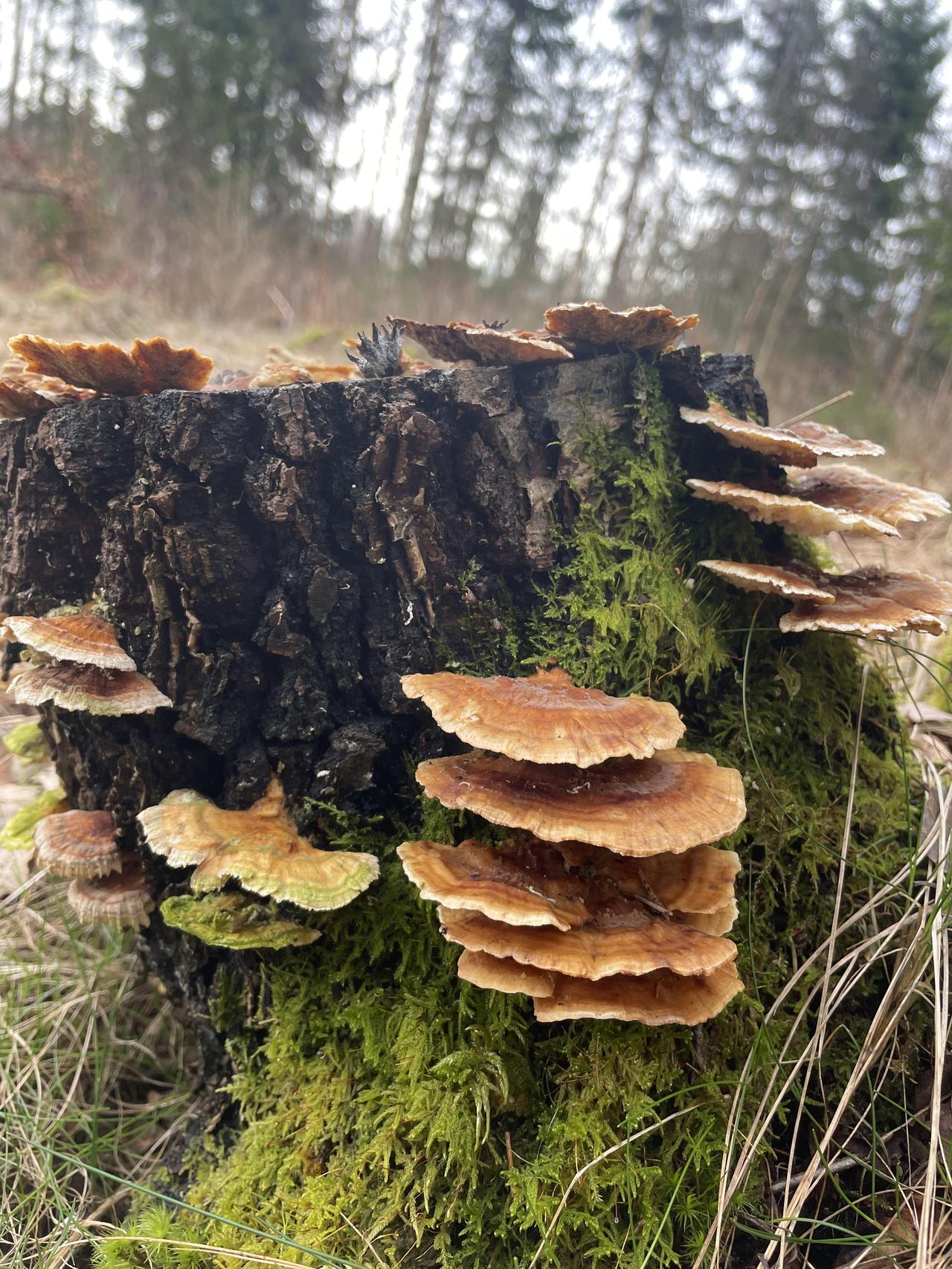 这张被称为‘禁果饼干’的野生蘑菇是鸡油菌，外观酷似饼干，在野外生长，价格昂贵，每