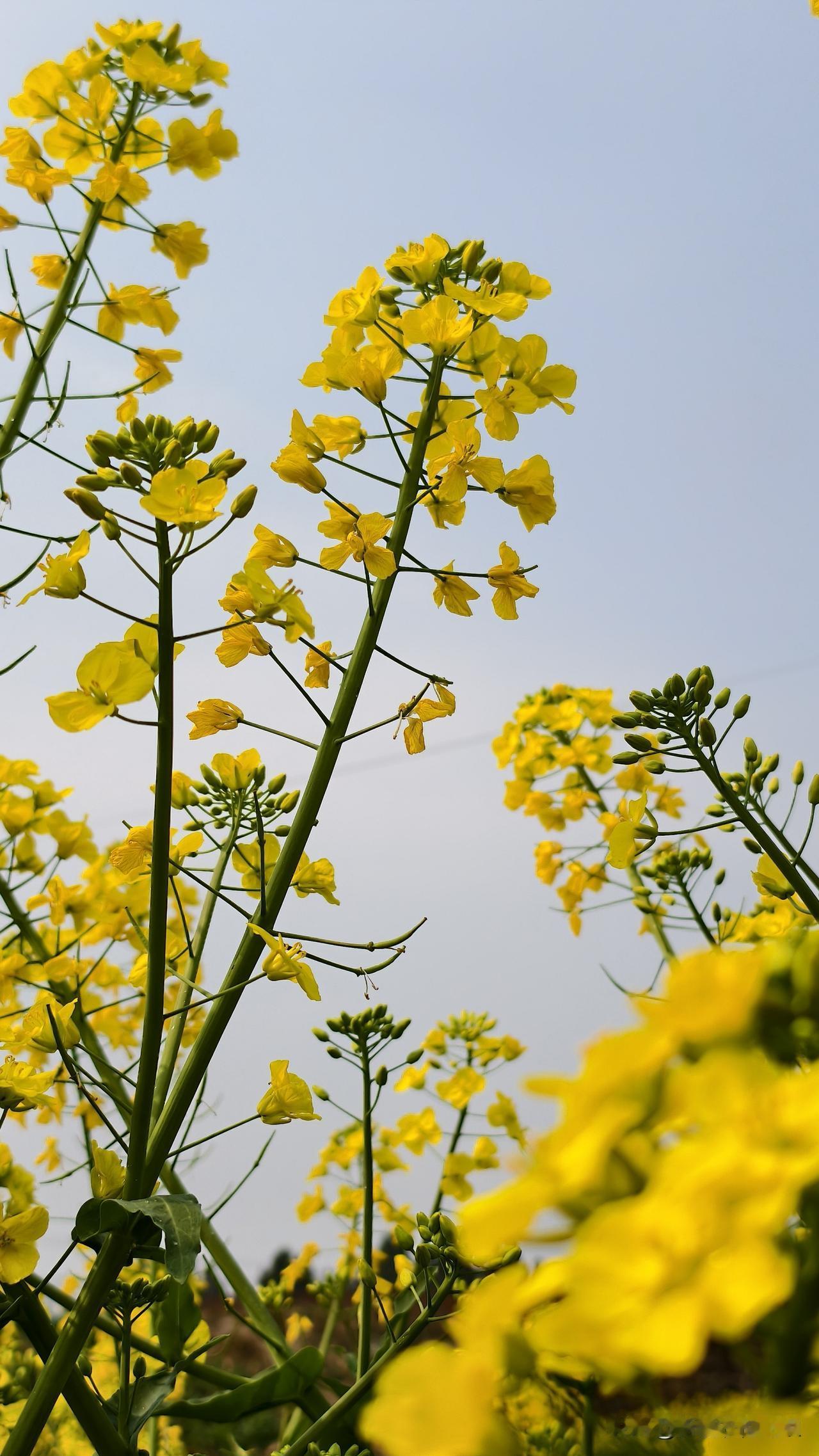 早上八点半，我被屋后孩子的哭声唤醒。
孩子歇斯底里地喊着：“我要爸爸妈妈！”爷爷