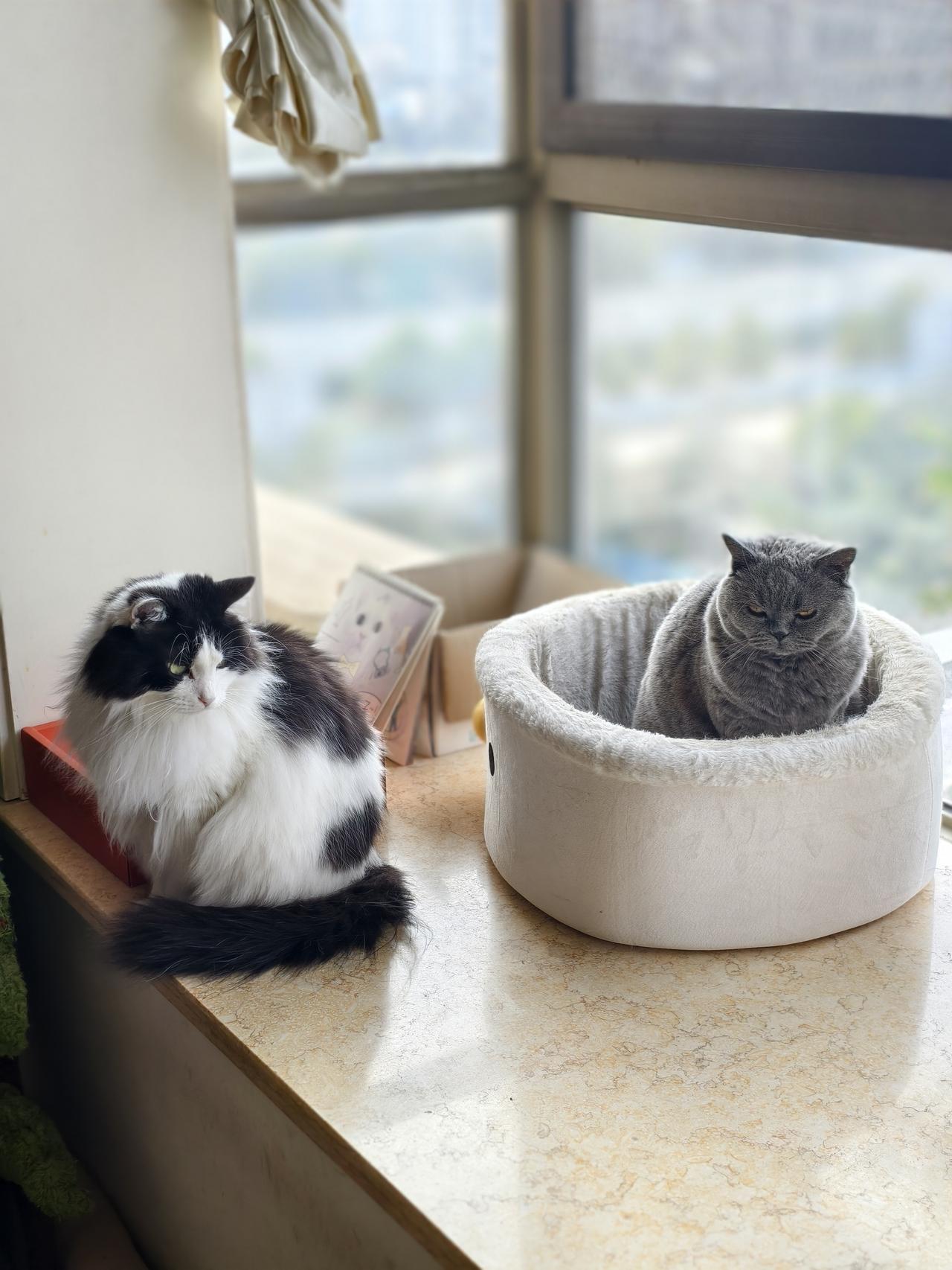 被困几天的小灰猫中午被热心人解救了，结局真好！上午去审驾照回来路过街心花园时，熟