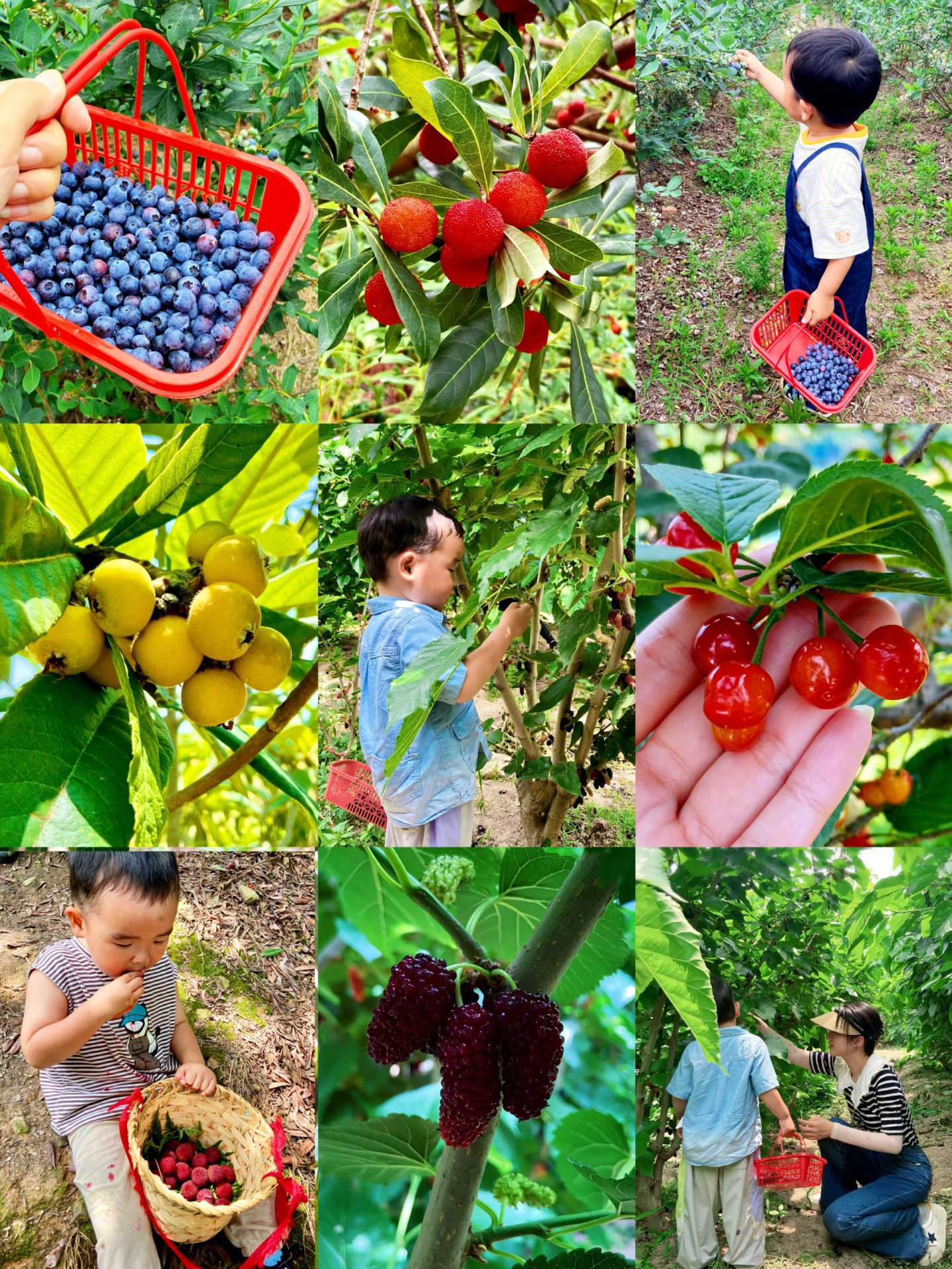 苏州亲子采摘｜5月的采摘季来啦🍒🫐🫒🍇