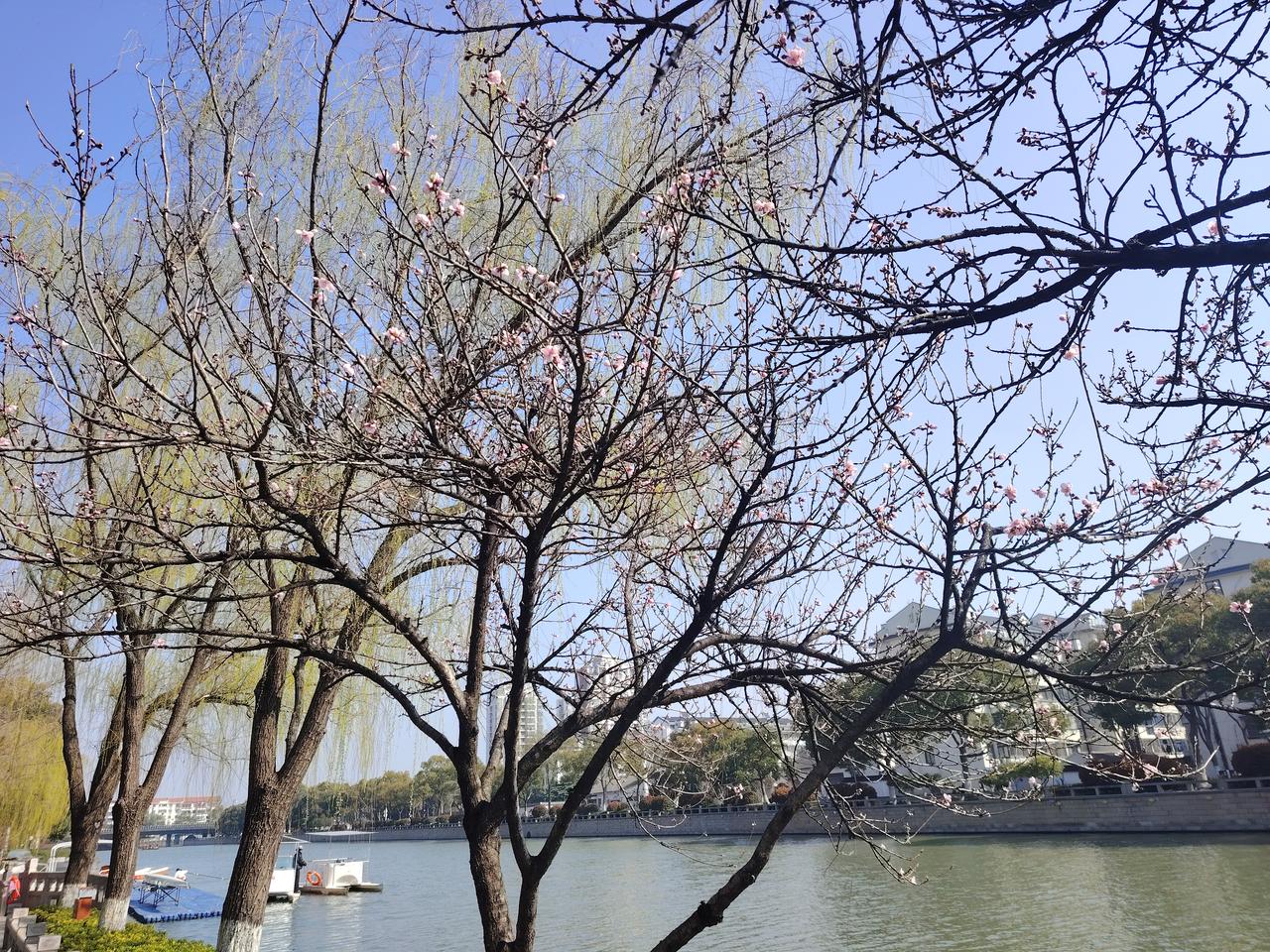 我笑春风太痴情，年年花开又飘零。
春风笑我不机灵，偏为旧梦费深情。
 
 
桃花