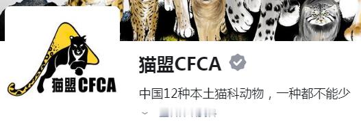想知道最近发生了什么，大家可以去猫盟的知乎号（猫盟CFCA）查看，那里的留存率还