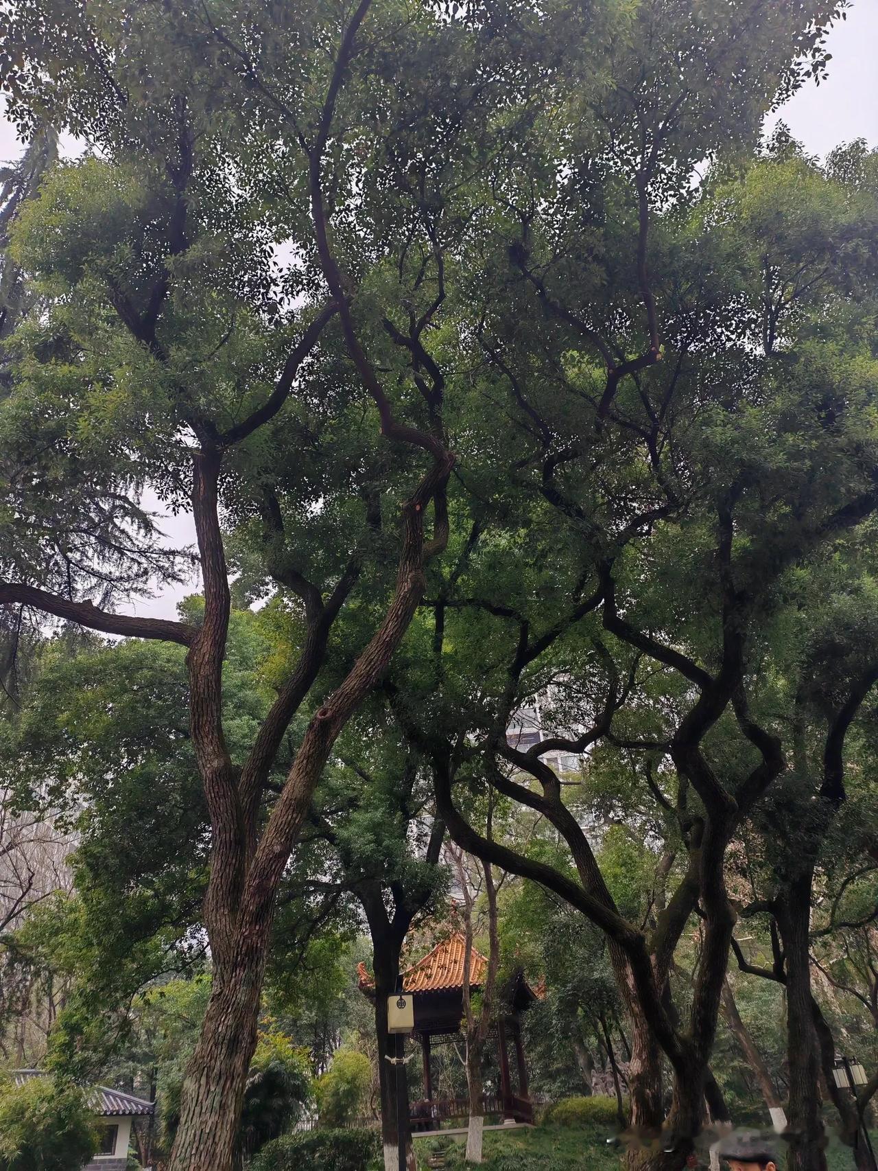 分享一张你手机里的树