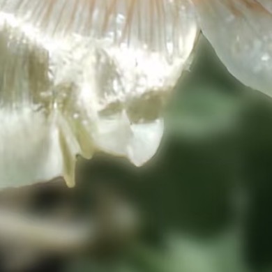 0000沙炽星种植1. 土壤选择：沙炽星偏爱透气性强、富含矿物质的微碱性沙质土壤