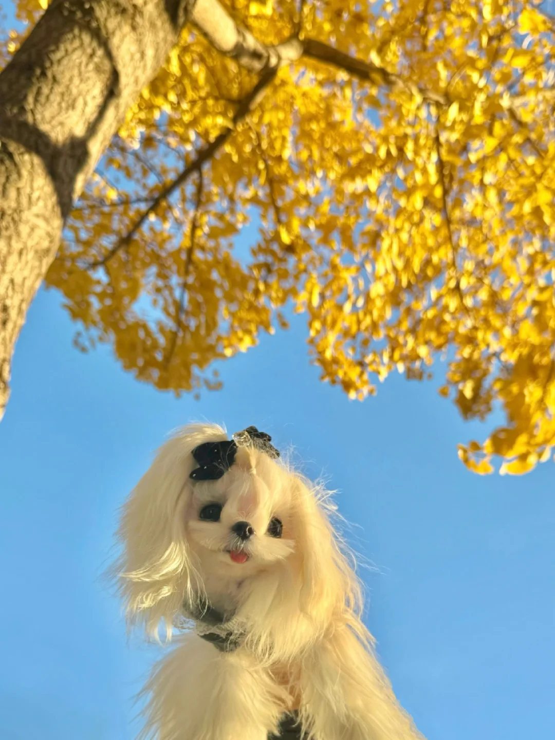 木兰今天是公主！银杏树下长小狗啦🐶🍂