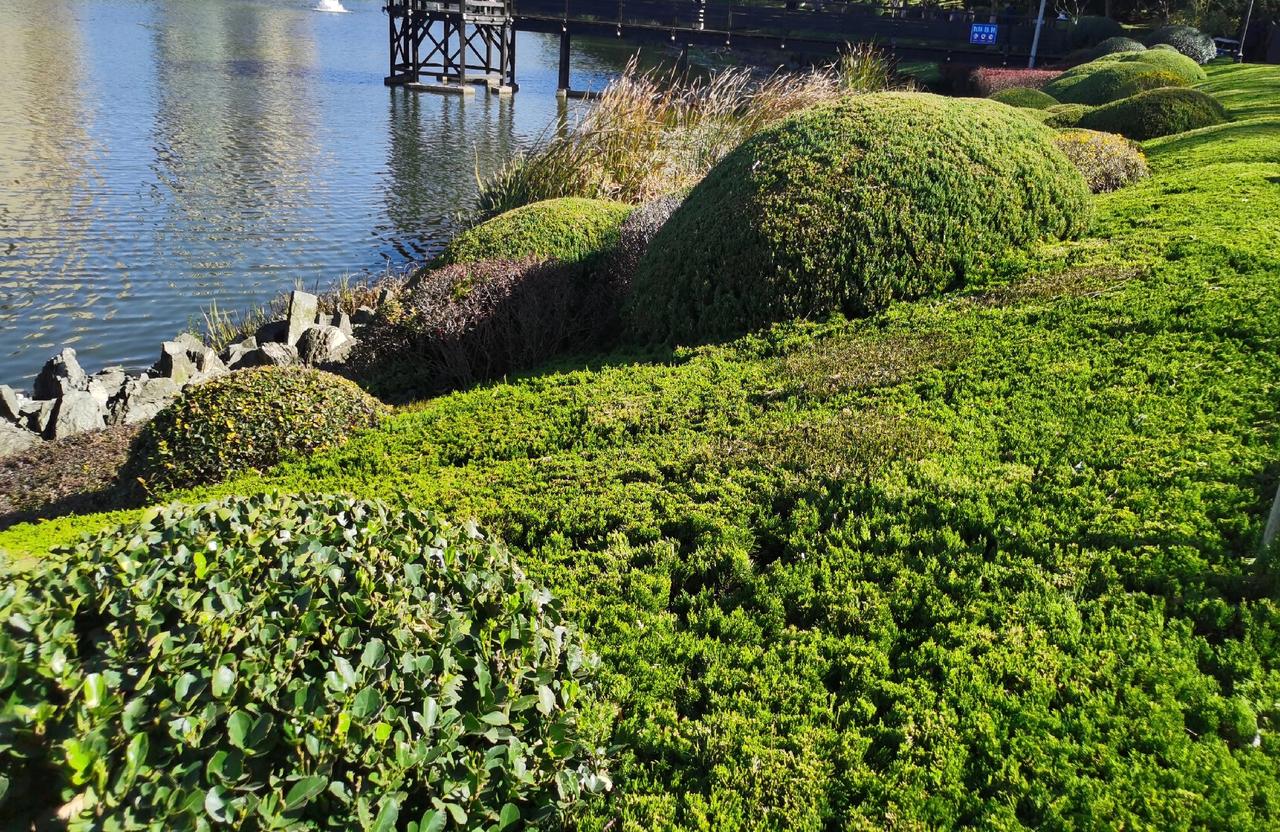 春天来临，风光正好，花红柳绿间，心情格外欢畅。
然而今年的春天，于我而言略带遗憾