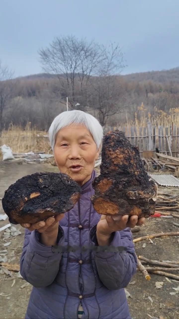 寒冷黑龙江原始大森林，纯野生的桦树茸。
我家是小兴安岭的主脉，原始大森林。我们这
