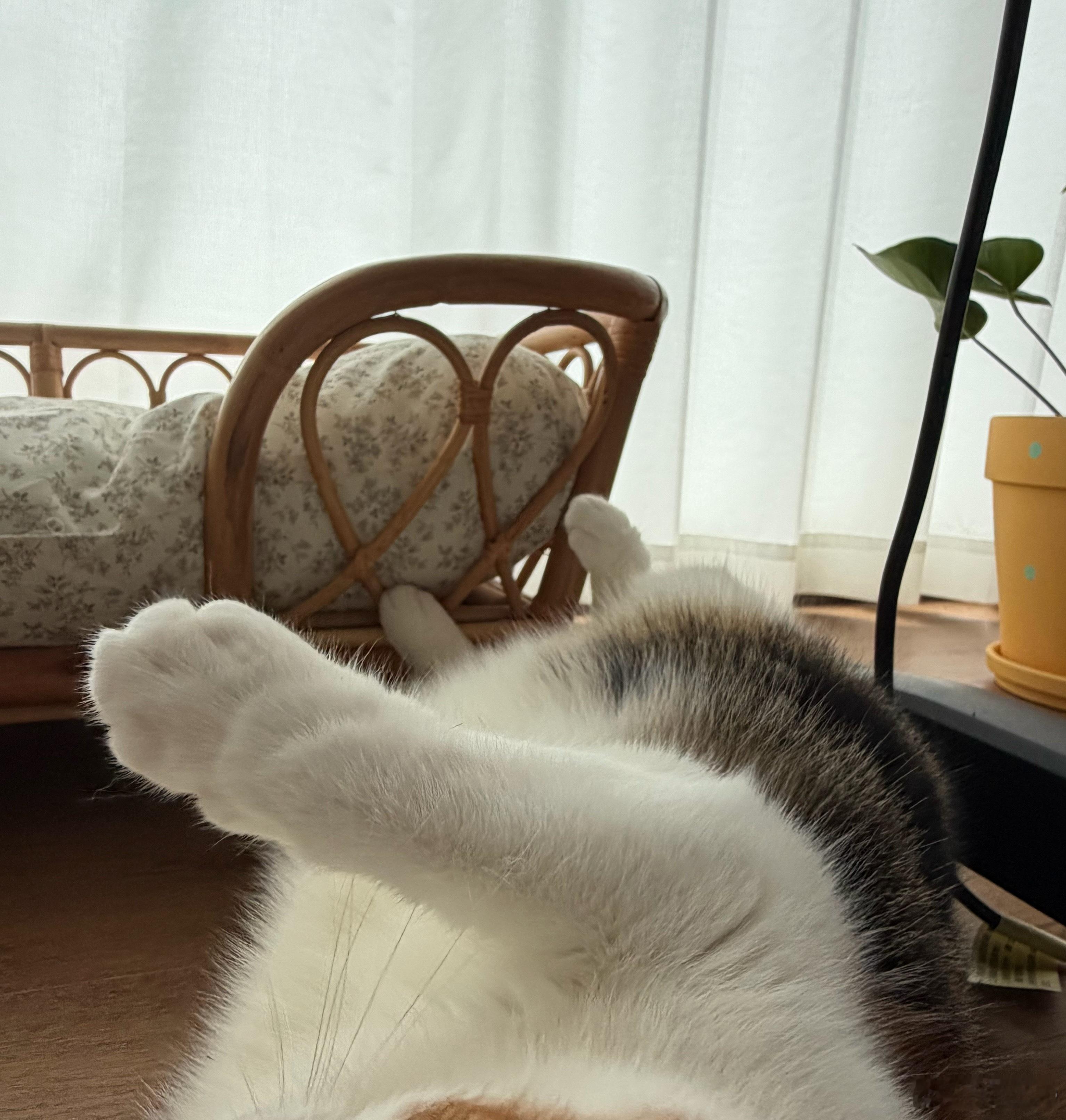 睡醒变成小猫了 