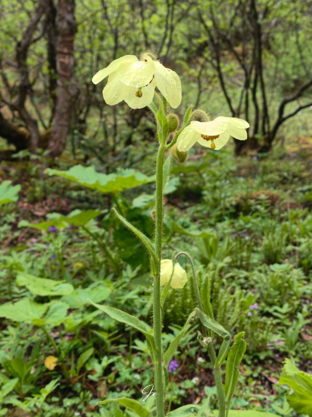硫磺绿绒蒿中国本土植物 香格里拉·石卡雪山
