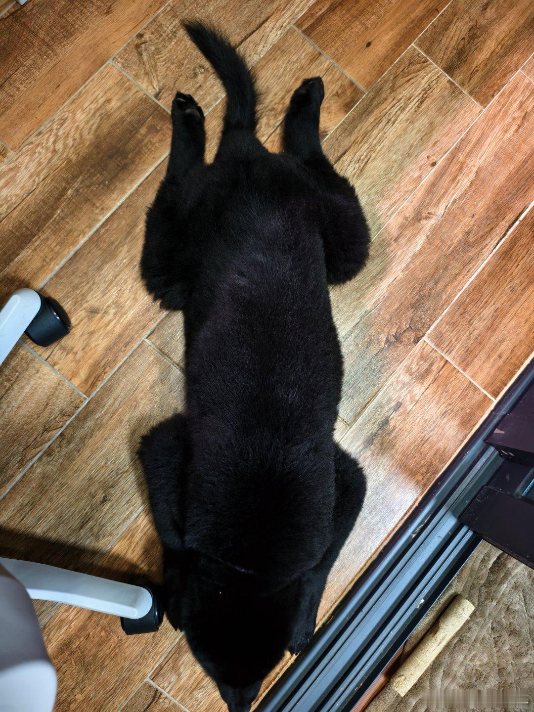 奇形怪状狗 