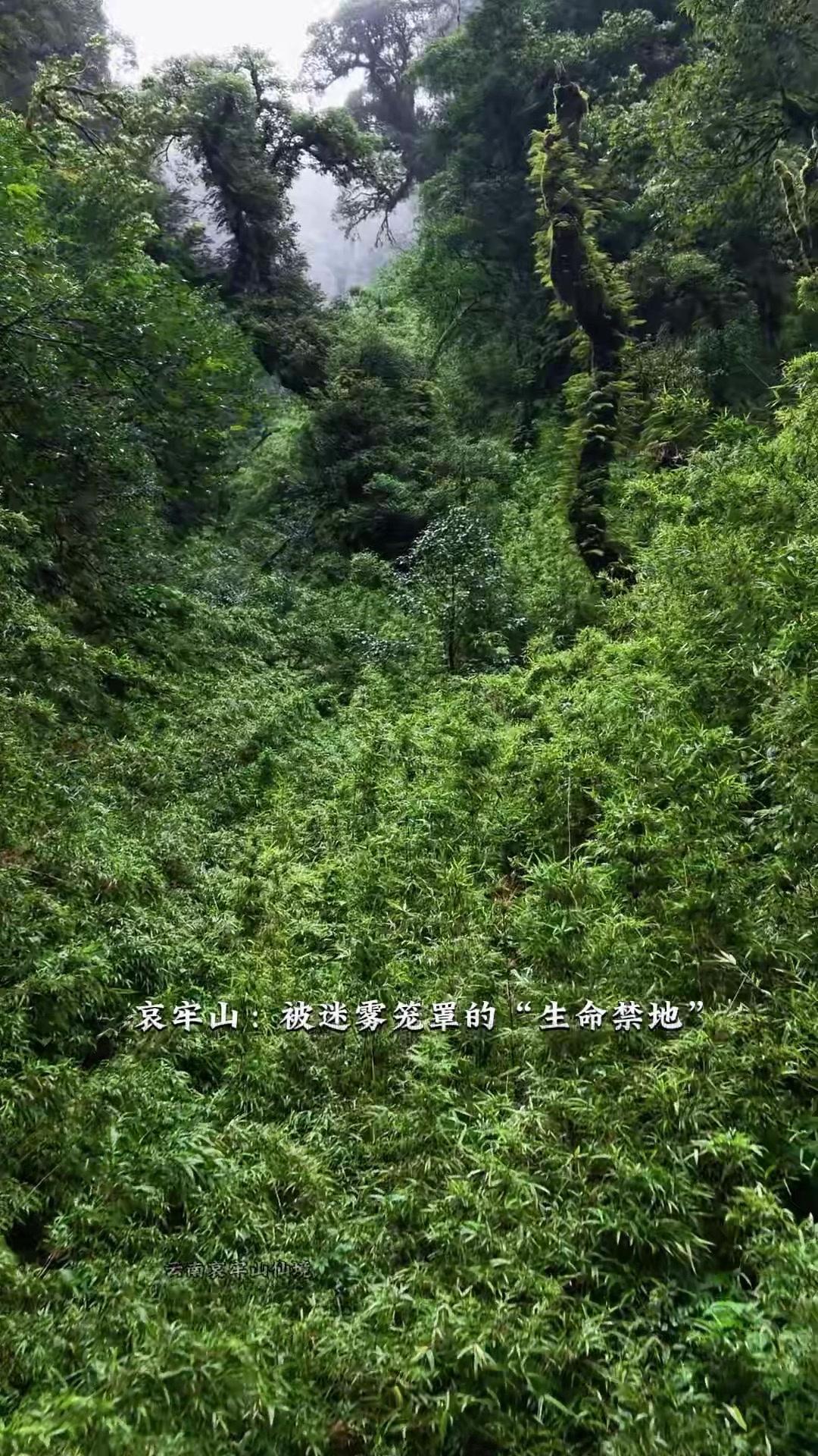 🌲哀牢山总被迷雾笼罩，像极了传说中的