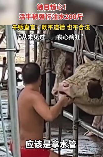“必须严惩！”2025年9月，广东东莞，一群活牛被工人强行注水，短短2分钟就注水