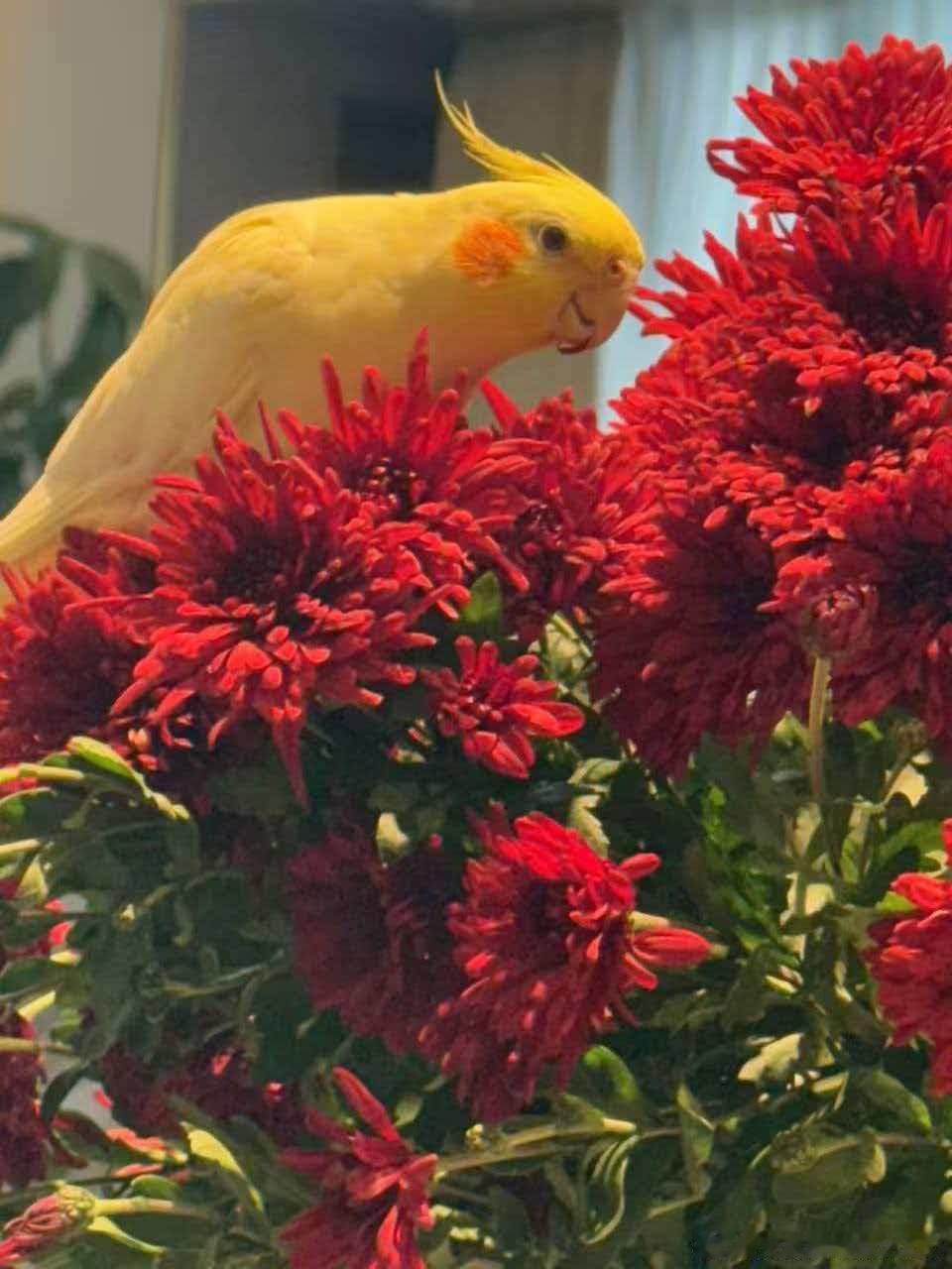 从平均股价指数来看短线有点强弩之末，但三月依然看高4300-4400。截止今日账