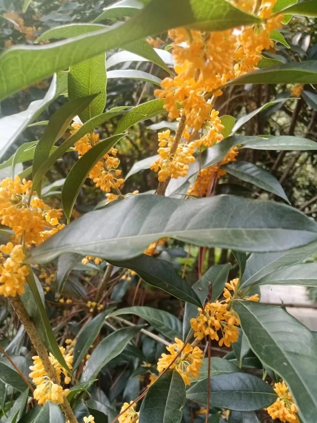 谁说桂花今年没开花？造谣！

衢州江山市的刘大姐，重阳节去登高爬山，看到漫山遍野