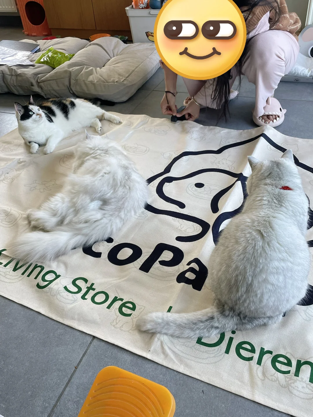 EcoPawPaw日常｜原来你们也喜欢EcoPawPaw