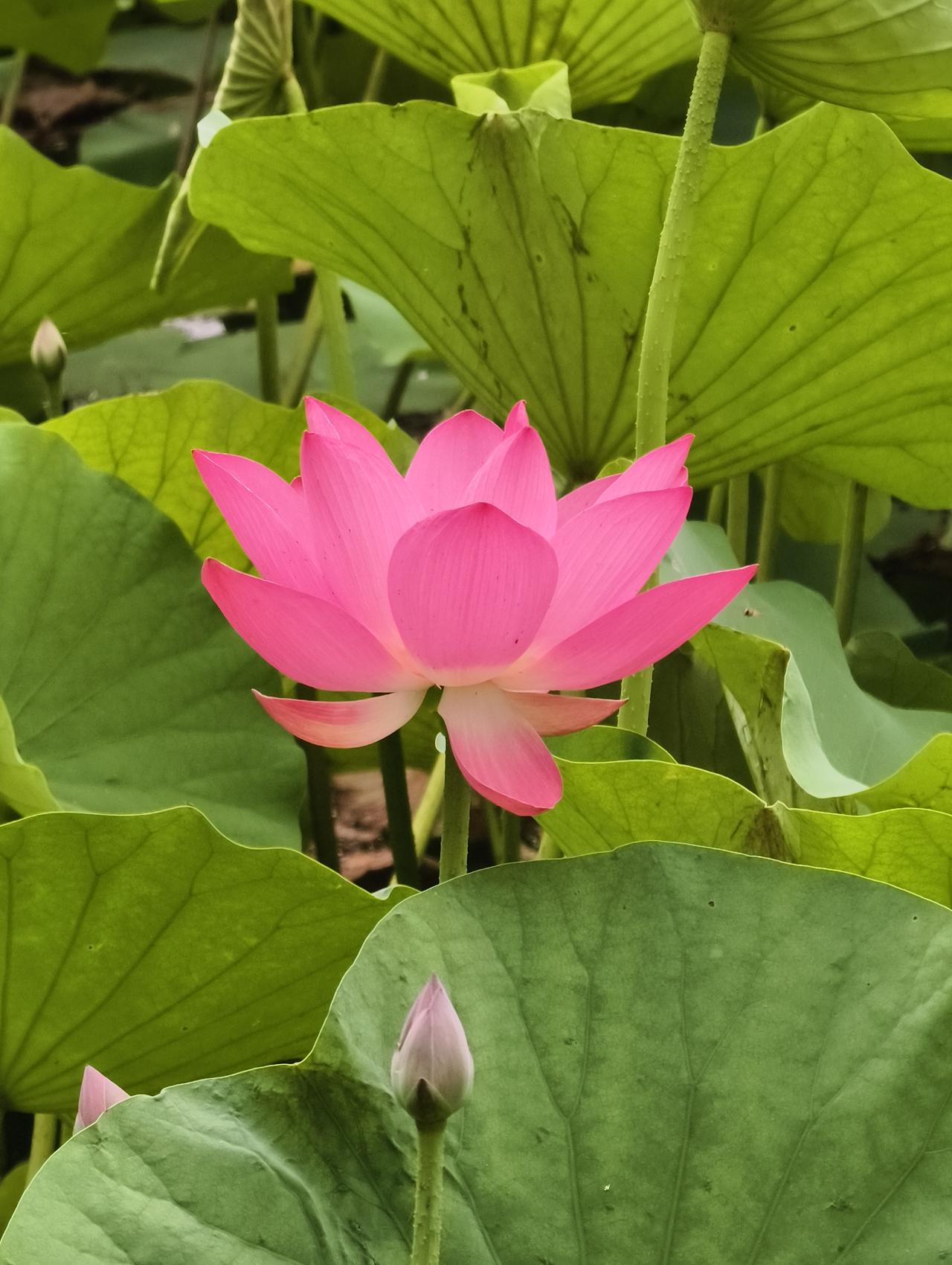 6月19日星期五（农历五月初五）端午节，三天小长假第一天，祝大家端午安康！
天津