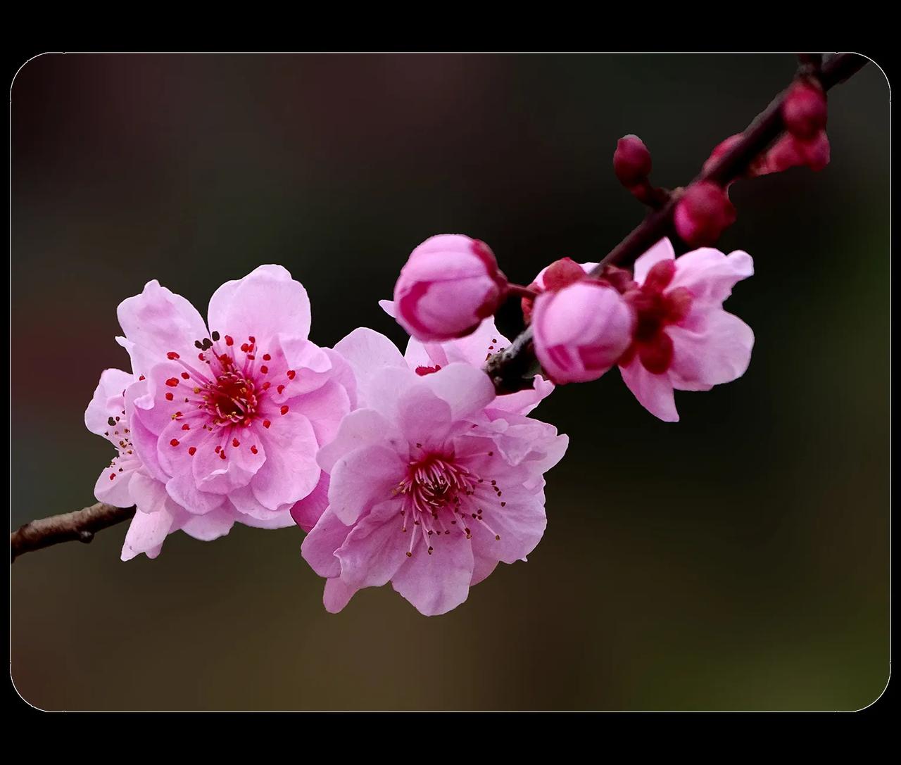 《美人梅，晚开的梅花》
美人梅，是中国梅花专家从美国引进的梅花品种。系中国的宫粉