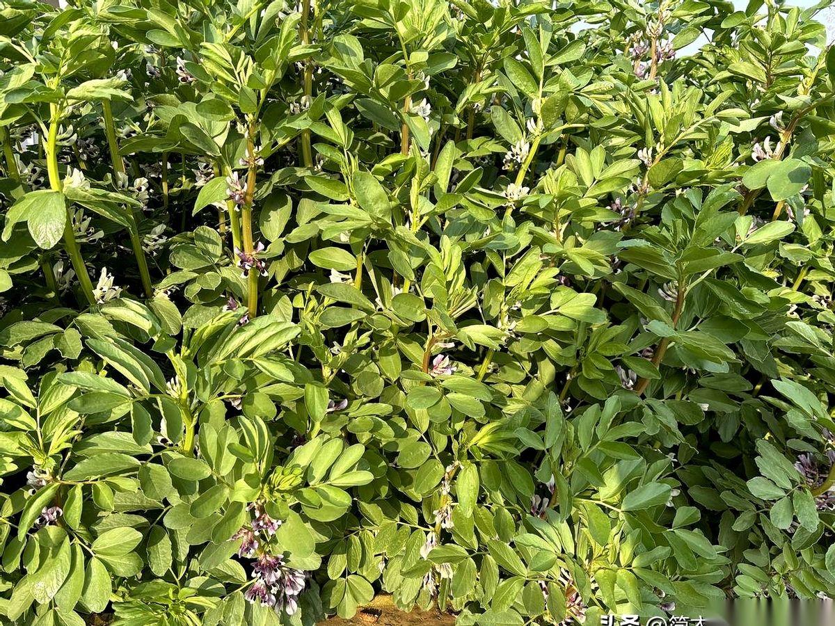 人就这么没了？
我昨晚刷到消息，第一反应是：哪个孙子又在造谣？
不信邪，我把所有