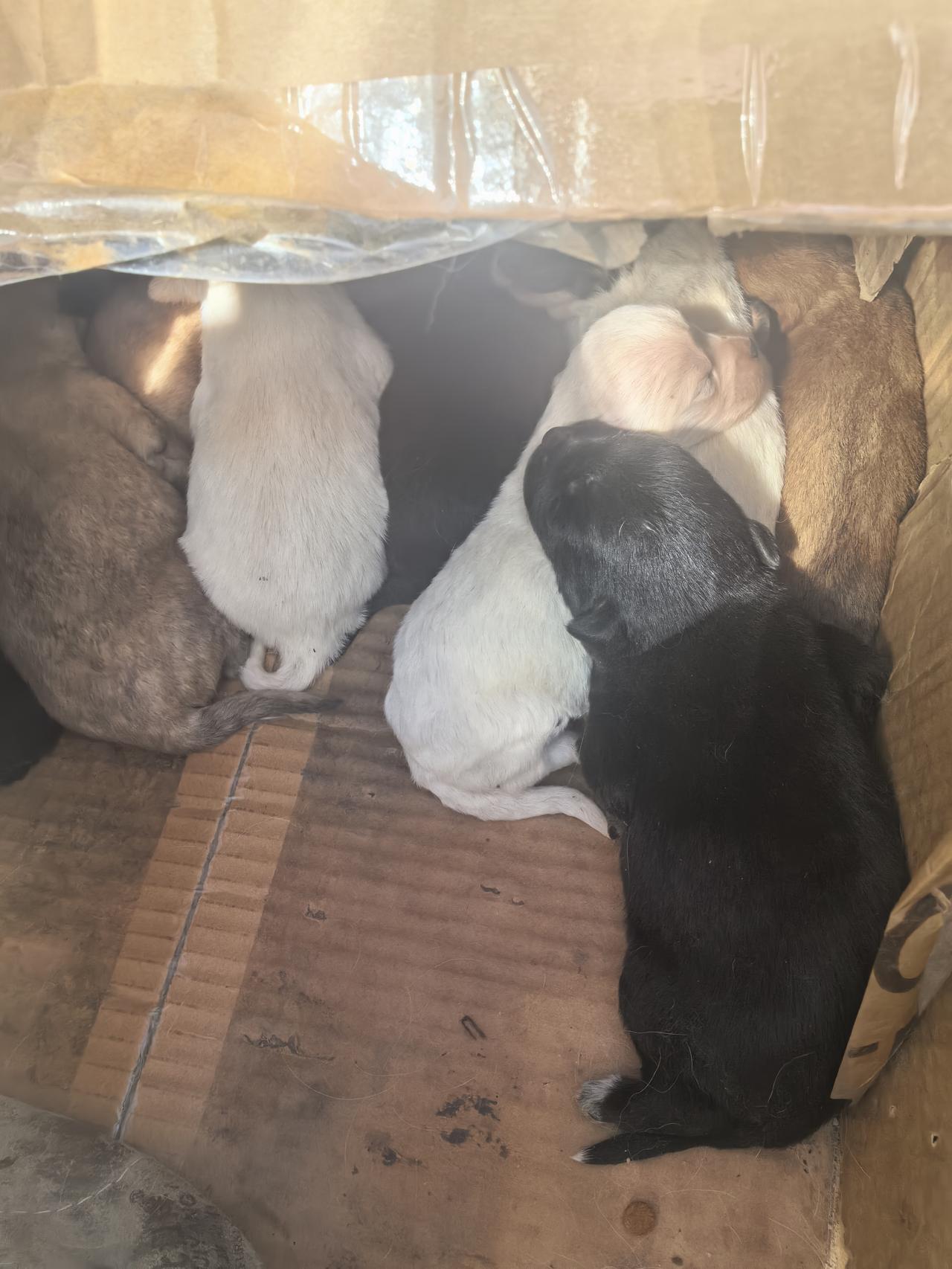 发一张图片，让我猜出你在哪里拍的好可爱的小狗狗，眼睛还没有睁开呢！