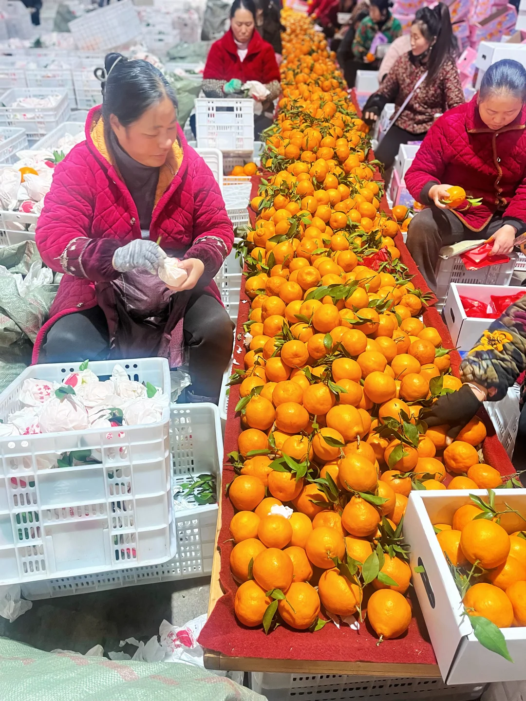 春见耙耙柑，福利太给力了，一上架就爆单了！
