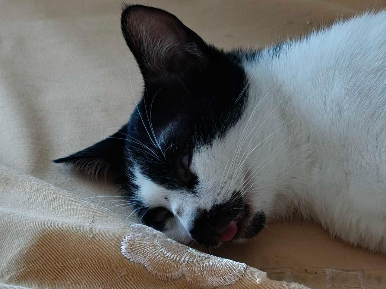 49735【丑猫】有些猫需要刻意找角度才能出丑片，而我家丑猫随手一拍就是生图直出