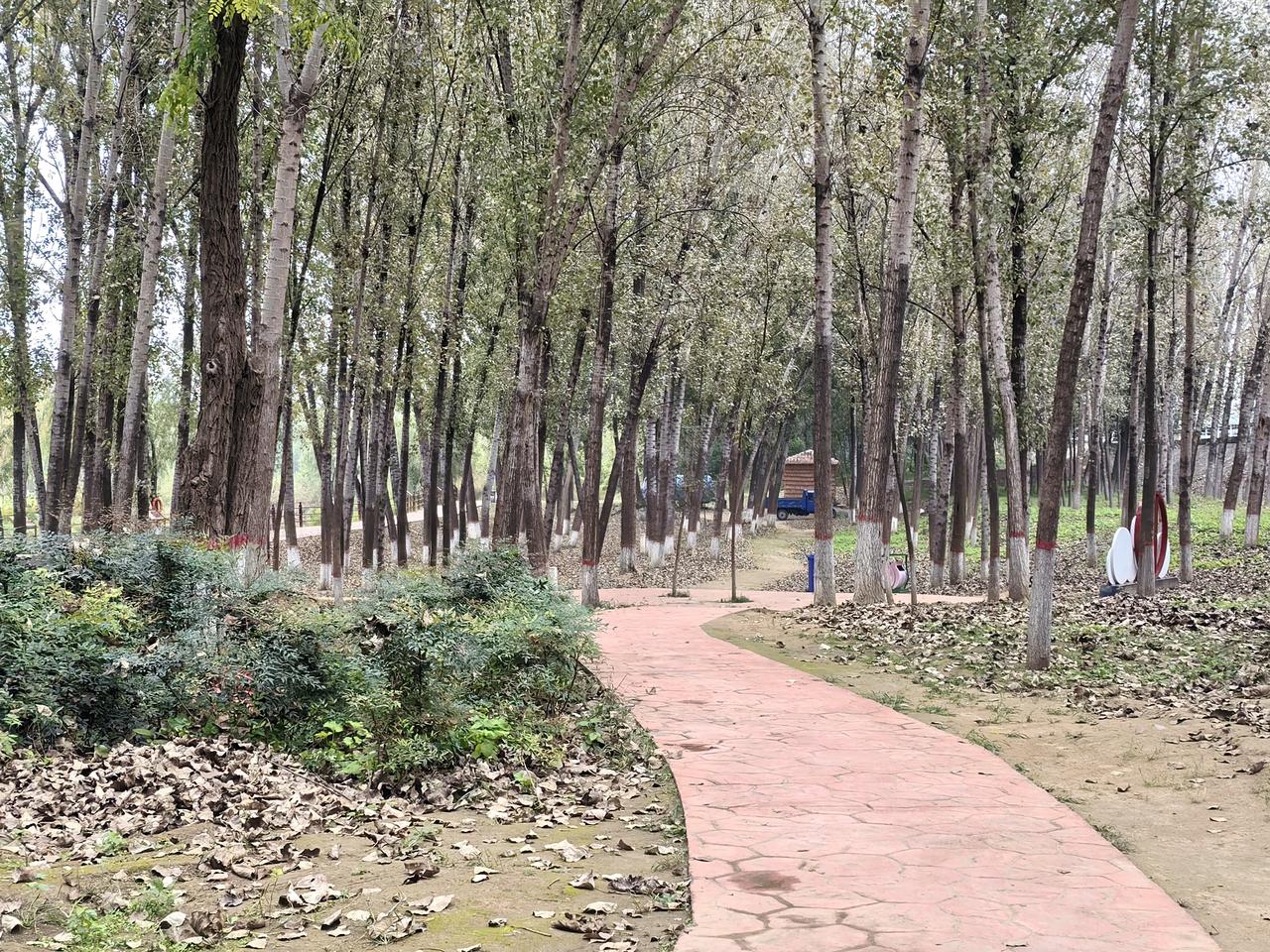 三门峡湿地打卡，白天鹅还没来，万亩荷塘别有风味
 
来三门峡旅游，专程到天鹅湖湿