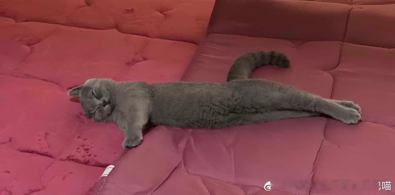 49879【丑猫】灵魂画手 