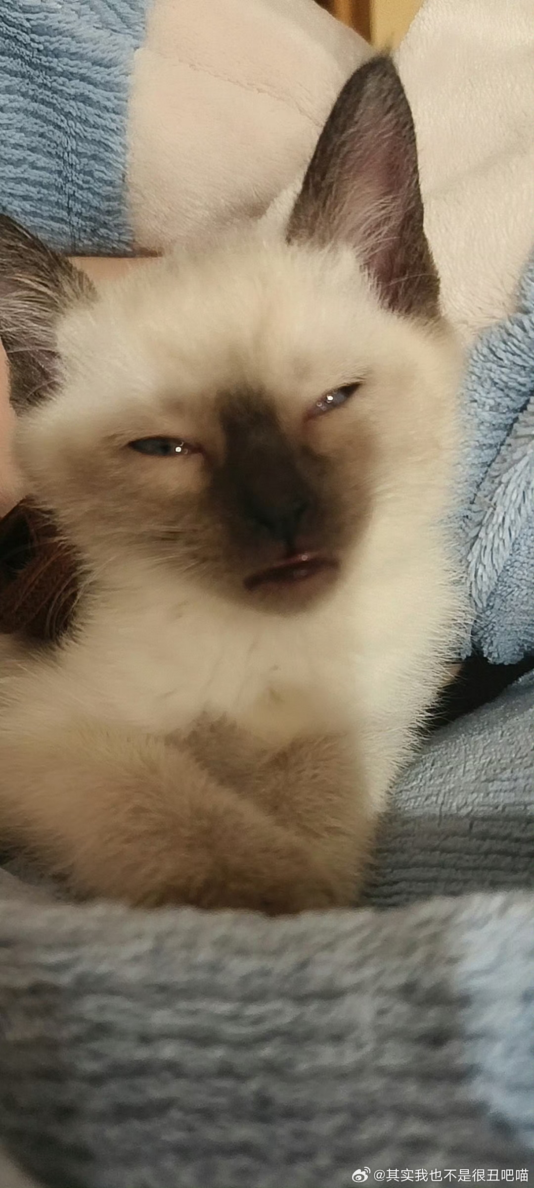 49830【丑猫】呃也是人模人样 