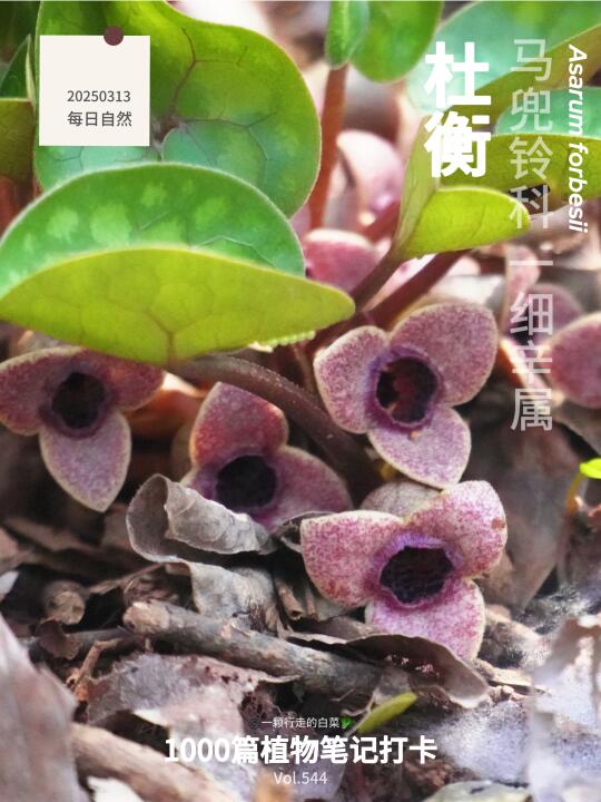 植物笔记544｜低调的蝴蝶“保姆”——杜衡