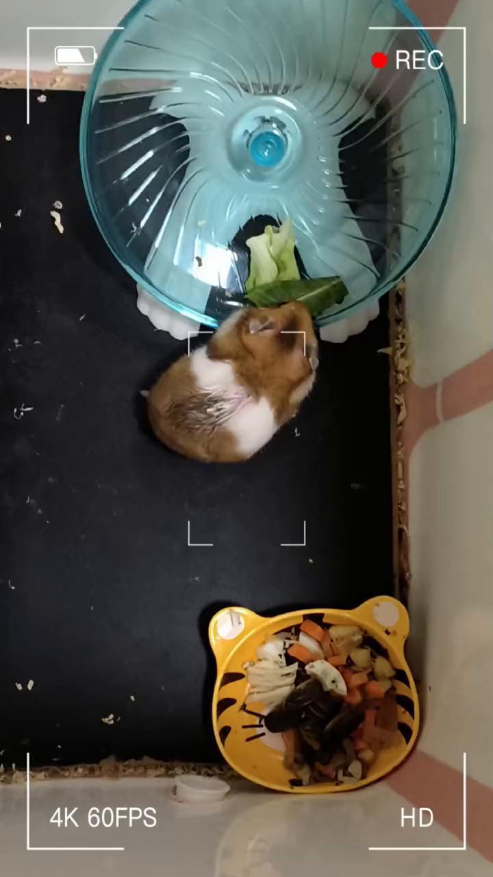 阳光开，巴地都欢。