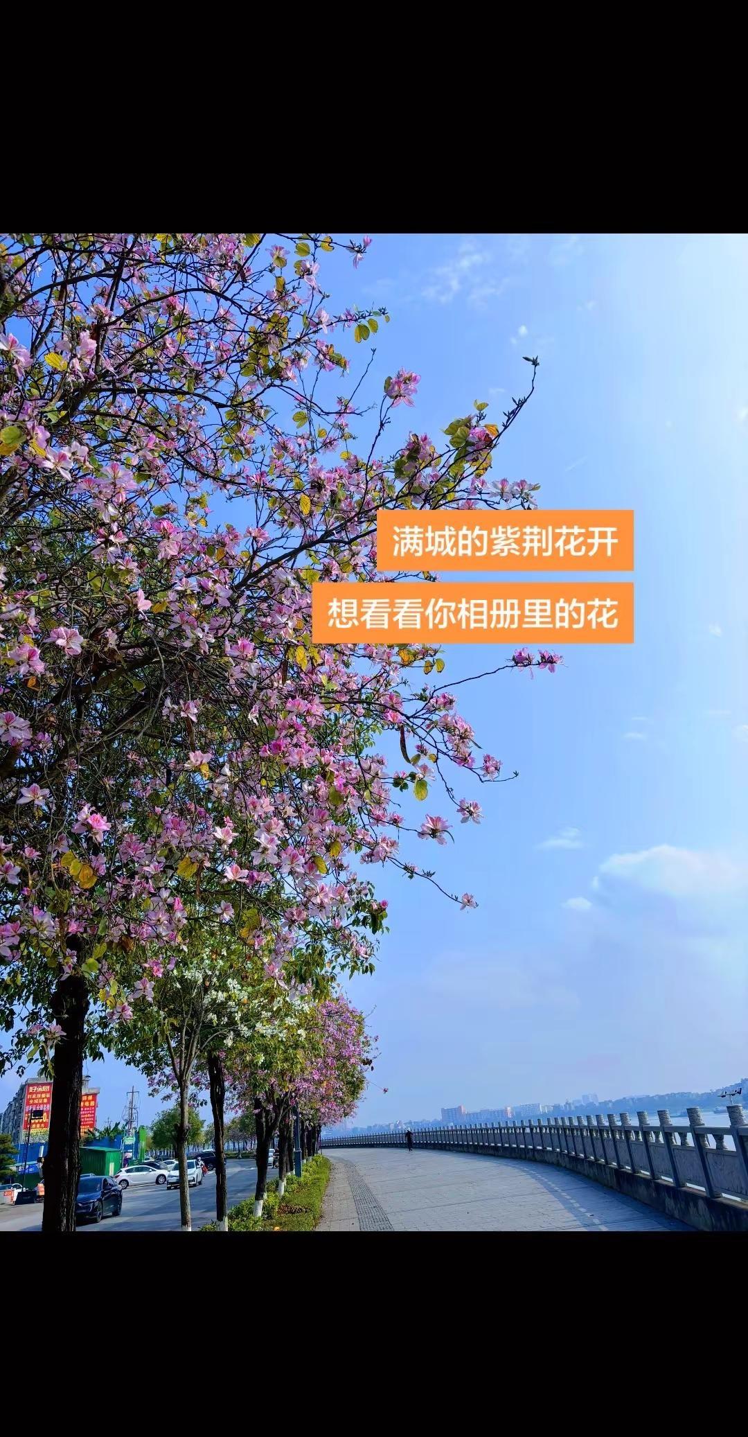 紫荆花开，紫荆花的花语是 亲情 与 团聚，象征着兄弟和睦、家庭美满！