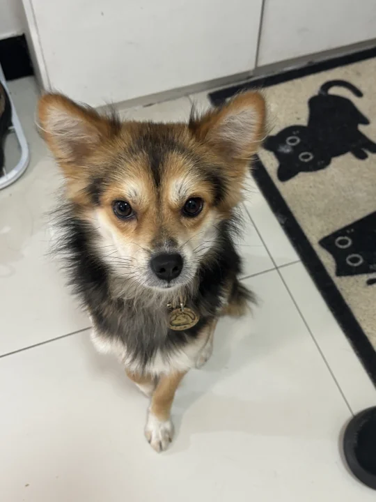 小人得志很讨厌 小狗得志很可爱