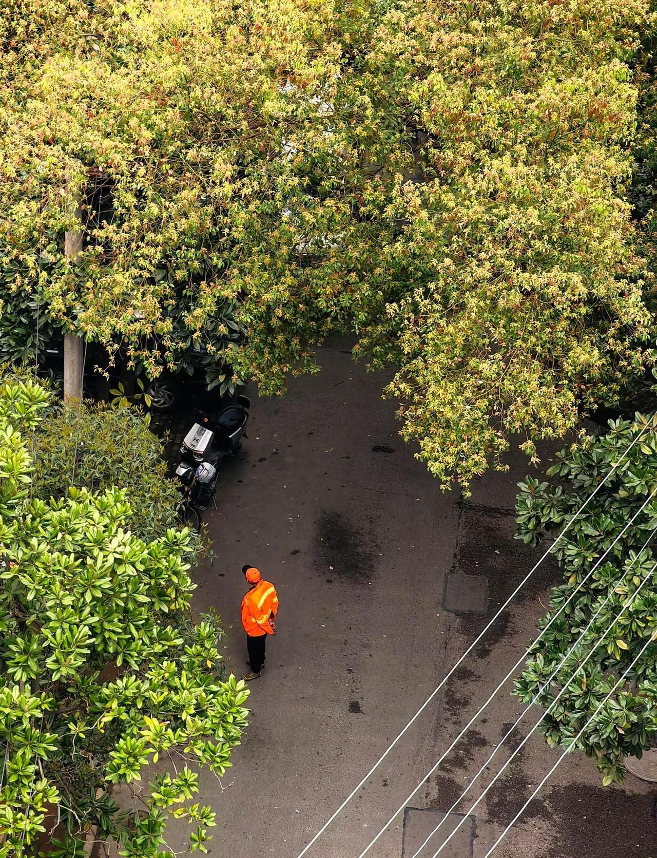 一抹橙，穿梭在绿影间，是街头最温柔的风景