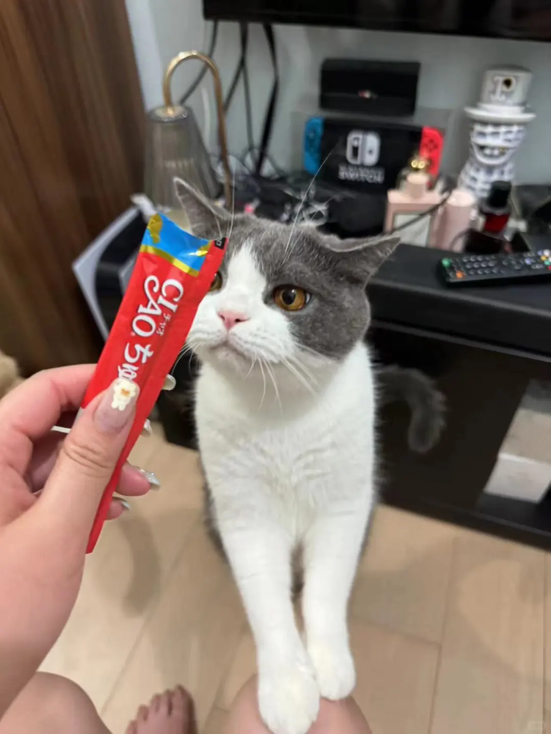 🇭🇰HK買貓💛最近係貓貓回訪日3