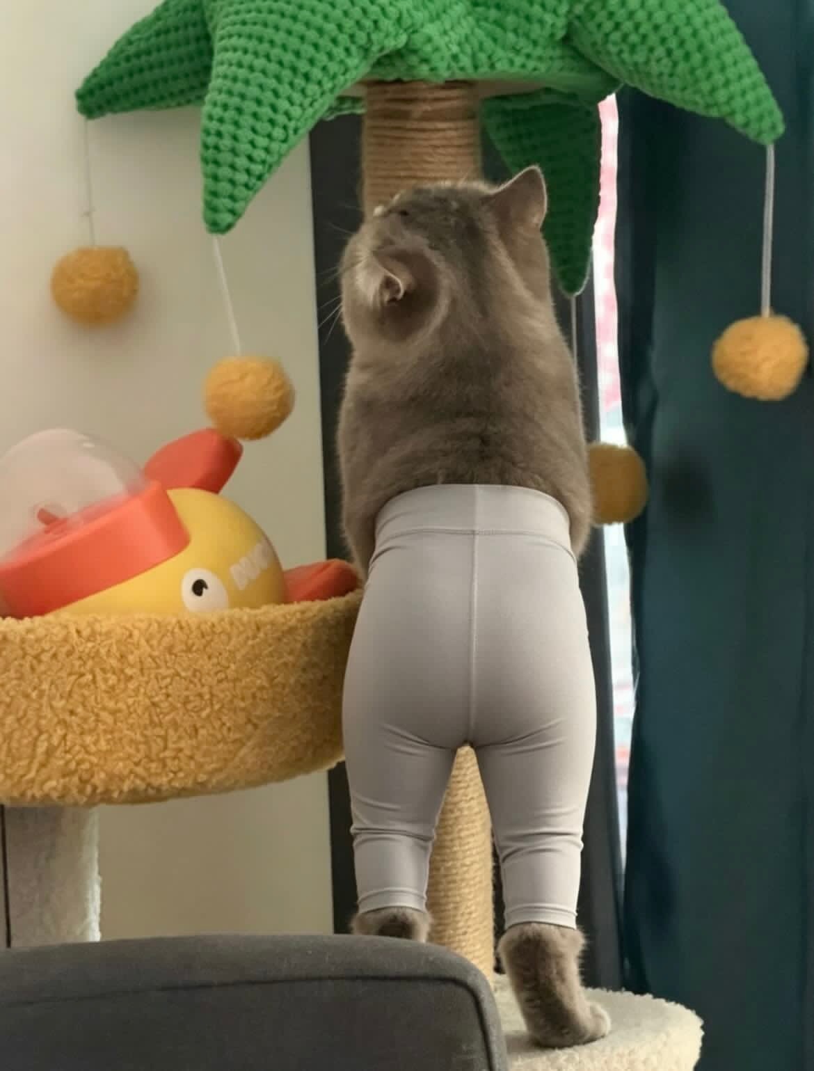 想看朴贼贼上身图