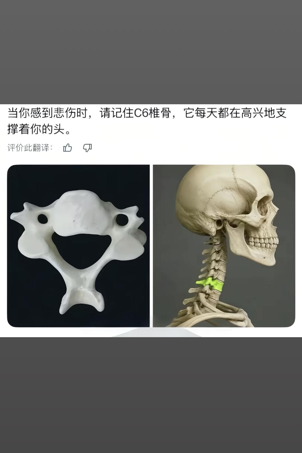 “当你感到悲伤时，请记住C6椎骨，它每天都在高兴地支撑着你的头。”