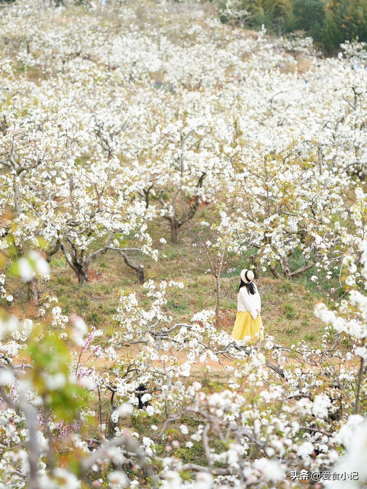 如遇花开，盛装其来-千亩梨花下的烟火气🍲
三月的春风，像一支温柔的笔，轻轻掠过