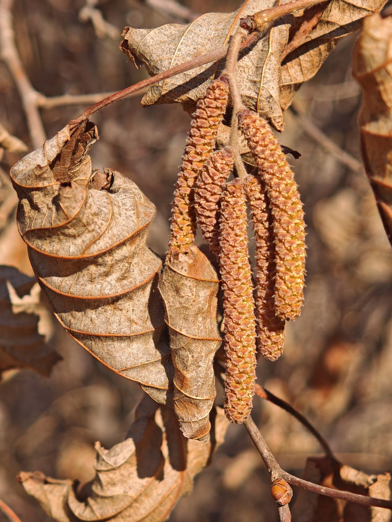 你说大地上不见青草，不见绿色，没有春天的模样。你瞧榛子树上垂着的这些，似花却又非