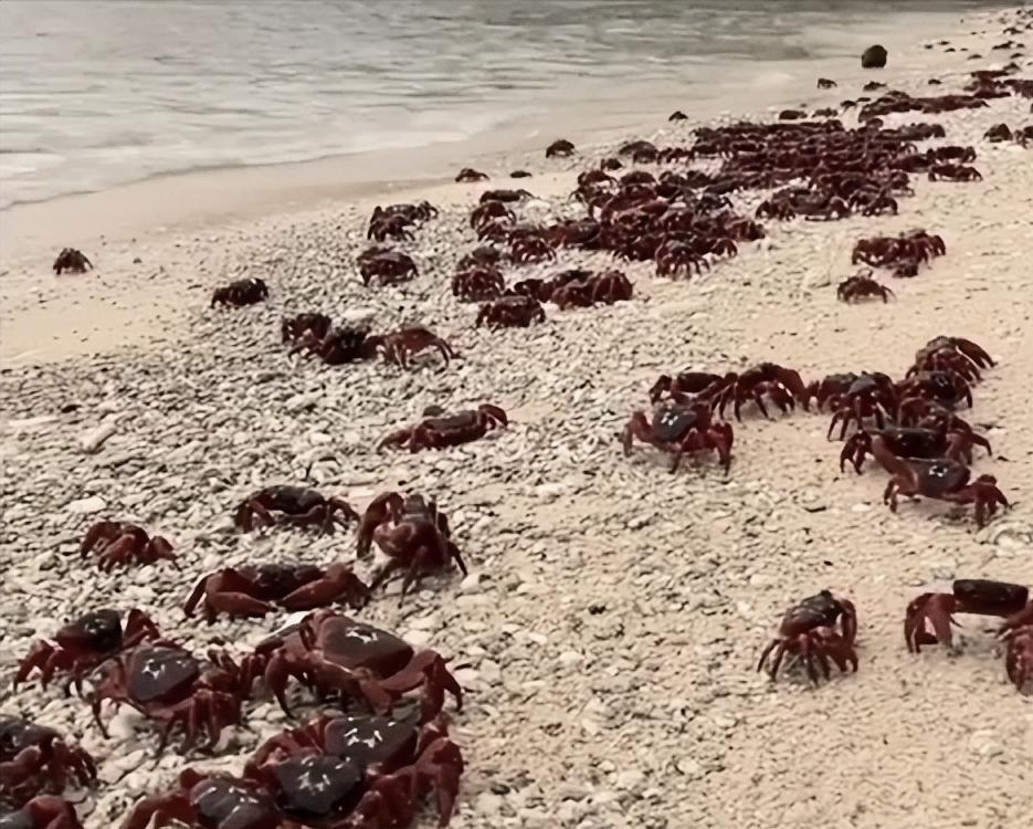 一只大闸蟹“逼疯”美国一个州：4米高墙拦不住？进化成了特种兵
   
谁能想到，